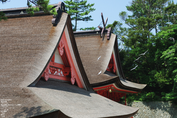 日御碕神社　鳩の旋廻.jpg